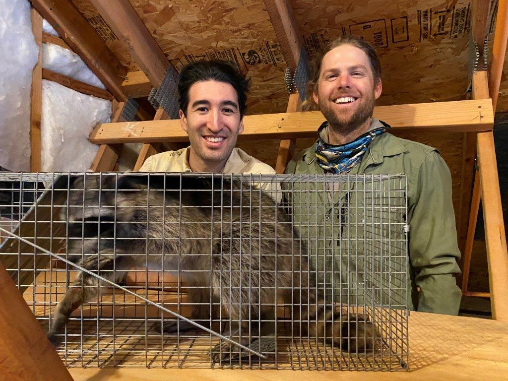 Huntsville raccoon trapping